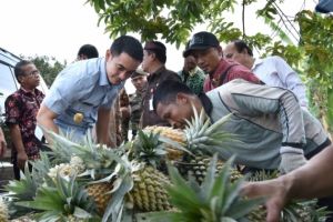 Zola Beli Nanas dan Tinjau Pusat Oleh-oleh di Desa Tangkit Baru
