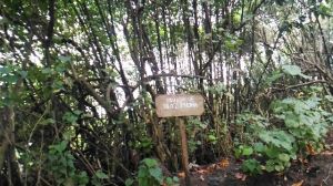 Mangrove Ubah Persepsi Masyarakat Baros menjadi Peduli Alam