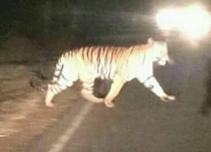 7 Harimau Sumatra di Kerinci Turun Gunung, Satu Warga Diserang