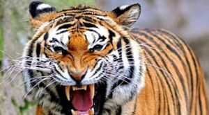 Hanya Satu Harimau, Ini Penjelasan Balai TNKS  soal Kronologis yang Menyerang Warga di Kerinci