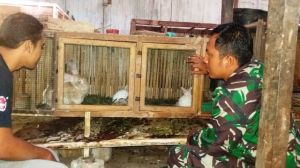 Berguru Saat Melihat Peternakan Kelinci