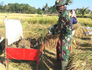 Tangan Dingin Satgas TMMD Ikut Bantu Panen Padi