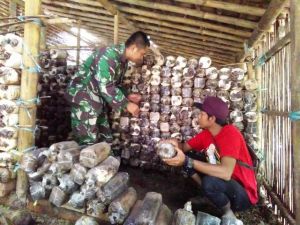 Semangati Pemuda Usaha Budi Daya Jamur      