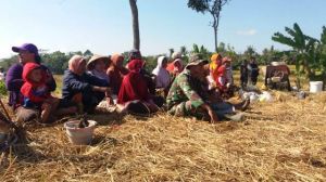 Giat Pengecoran Jalan Desa Juga Dipadati Ibu-Ibu