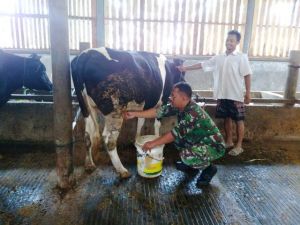 Sangat Asyik Memeras Susu      