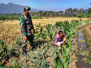 Melakukan Pendampingan Kepada Petani      