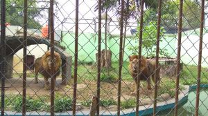 Taman Rimba Jambi Kedatangan Penghuni Baru   