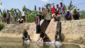 Tebarkan Benih Ikan Di Embung Kajar Desa Pasedan