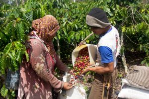 Konservasi lewat Komoditas Kopi Robusta Serampas