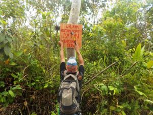 Perambah Culik Staf Hutan Harapan Usai Pengamanan Area Perhutanan Sosial SAD Batin Sembilan   