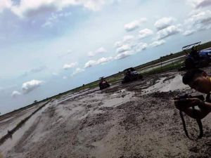 Nilai Tukar Petani Naik 0,9 Persen, Ini Subsektor Penyumbangnya