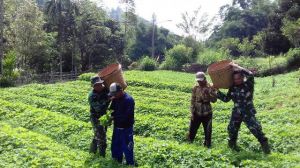 Anggota Satgas TMMD Ke-104 Kodim 0417/Kerinci, Bantu Warga Panen Sayur di Kebun