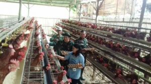 Anggota Satgas TMMD KE 104 Kodim /Kerinci Praka Hendra Mora Bantu Panen Telur Ayam
