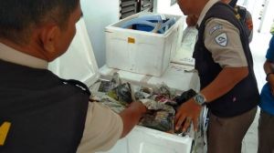 WNA asal Tiongkok Diciduk Polda Jambi dan 81 Ribu Ekor Baby Lobster Diamankan