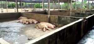Puluhan Tahun Beroperasi, Limbah Peternakan Babi Resahkan Warga Taman Agung   