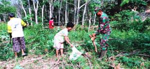Babinsa Sosialisasi TMMD Sambil Bantu Warga Panen Singkong
