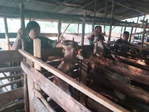 Babinsa Ini Semagat Beri Makan Ternak Kambing, Ini Harapannya ke Warga