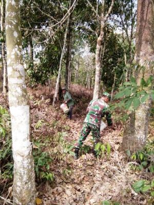 Serda Supari Bantu Mbah Suwono Tabur Pupuk di Kebun Karet