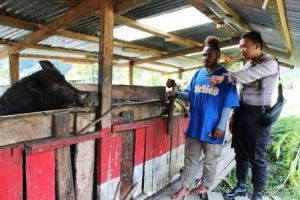 Cek Kesehatan, Binmas Noken Polri, Polres Puncak Jaya Kunjungi Spot Ternak Babi Kampung Pagaleme