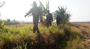  Susuri Pematang Sawah Untuk ke Lokasi Pekerjaan TMMD