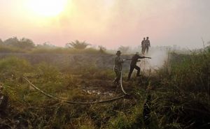 Belasan Hektar Terbakar, 5 Kecamatan di Tanjabbar Ini Rawan Karhutla