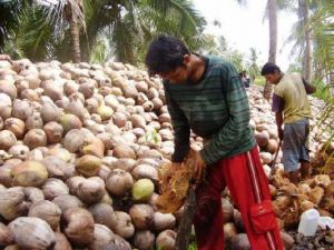 Di saat Harga-harga Naik, Nasib Petani Kelapa Tak Kunjung Membaik