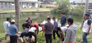 RSUD Raden Mattaher Jambi Potong 7 Hewan Kurban Sapi yang Akan Dibagikan ke Masyarakat tidak Mampu 