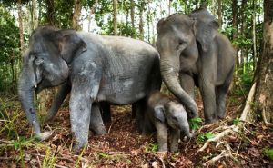 Melestarikan Gajah, Memberikan Lahan untuk Datuk Gedang