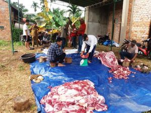 Keluarga Besar MW KAHMI Kurban 4 Ekor Sapi