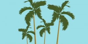 Masuki Musim Trek, Petani Pinang di Tanjabbar Terpaksa Utang ke Pengepul