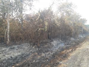 Karhutla Meluas, Sudah 47.510 Lahan dan Hutan yang Terbakar