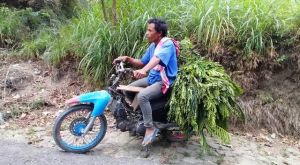 Bantu TMMD Wajib, Mencari Rumput Untuk Ternak Harus