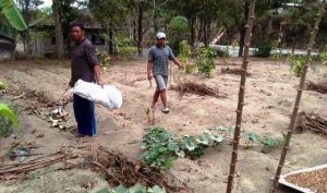 Bagikan Ilmu Tanam Tembakau Kepada Prajurit Satgas TMMD