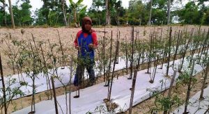 Rela Tunda Panenan Cabe Demi Ikut Kerja di TMMD