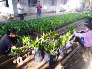 Minat Warga Buka Kebun Pinang Tinggi Dongkrak  Penjualan Bibit di Tanjabtim