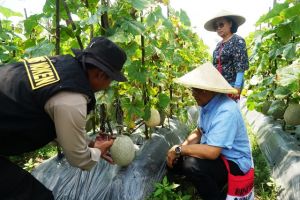 Binmas Noken Polri Gandeng Dua Profesor Panen Raya Buah Melon Bersama Masyarakat Timika 