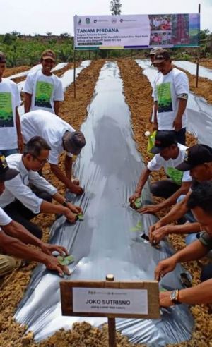 PT LAJ Bina Petani Hutan di Tebo–Jambi     