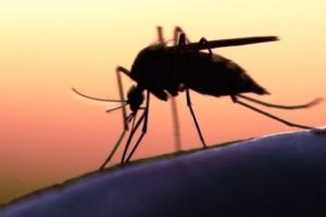 Selama 2019, 1.869 Warga yang Terserang DBD, 13 Orang Meninggal Dunia di Jambi