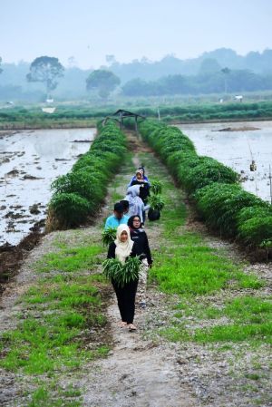Yunninta: Bermalam Menunggu Duren Bisa Jadi Paket Wisata 