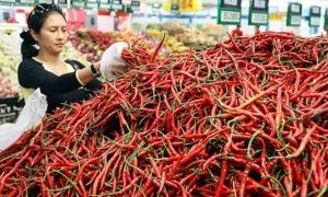 Harga Cabe Mulai Turun, Di Simpang Pulai Sudah Rp 40 RIbuan per Kg
