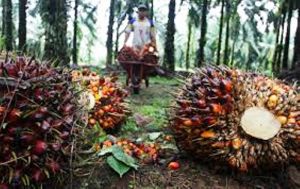 Wabah Virus Corona Pengaruhi Harga Sawit di Jambi