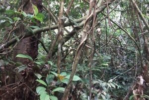 Buah Hutan Ini Pernah Terbukti  Mengobati Penyakit Dengan Cepat