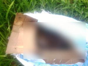 Heboh! Ditemukan Mayat Bayi Dalam Karung di Alambarajo