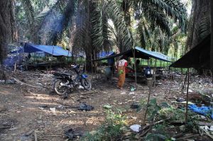 Orang Rimba di Sungai Mandelang Tabir Selatan Diserang