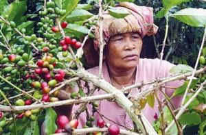 Kopi Jambi Akan Diekspor Melalui Pelabuhan Talang Duku