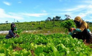 KTH Tebo Sukses Kembangkan Pertanian Hortikultura