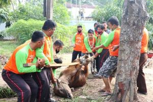 Kwarda Jambi Kurbankan 2 Ekor Sapi dan Bagikan 250 Kupon Daging