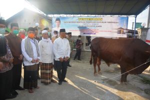 Fachrori  Serahkan Sapi Qurban Berbobot  862 kg Bantuan  Presiden Jokowi