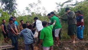 Setelah 24 Jam Berkeliaran, Akhirnya Sapi Kurban RT 73 Alam Barajo-Jambi Berhasil Ditemukan