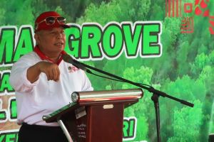 Hari Magrove Sedunia, Safrial Bersama Fachrori Tanam Mangrove Sekitaran Pelabuhan Roro